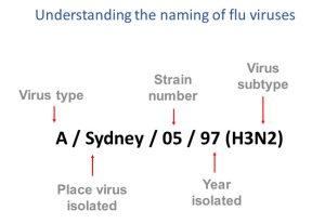 naming of flue viruses